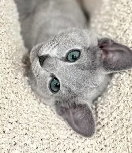 alina