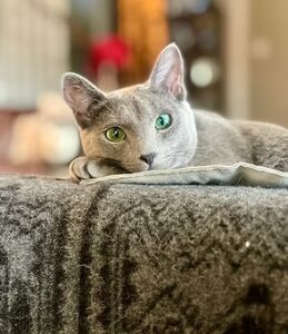 feodor