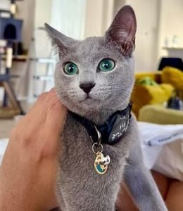 pip